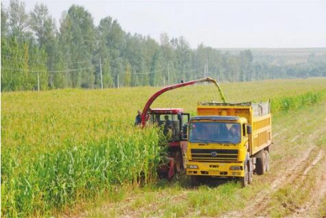 黑龍江省前三季度農(nóng)業(yè)經(jīng)濟(jì)持續(xù)向好