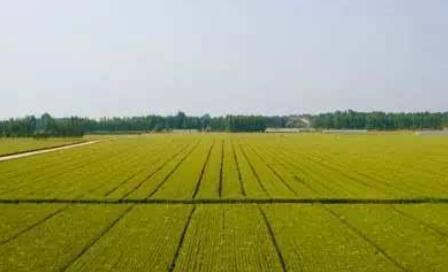 黑龍江累計(jì)建成高標(biāo)準(zhǔn)農(nóng)田1.17億畝