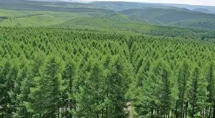 廣東公布去年全面推行林長(zhǎng)制和綠美廣東生態(tài)建設(shè)工作考核結(jié)果