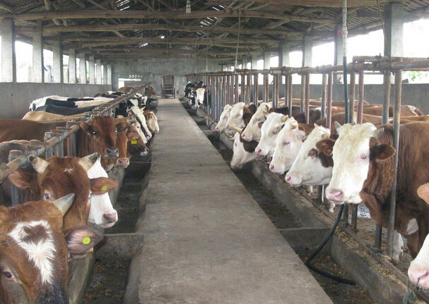 三部門：推廣農(nóng)業(yè)設(shè)施和畜禽活體抵押融資