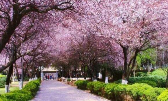 “賞花經(jīng)濟”不能“曇花一現(xiàn)”