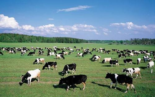 內(nèi)蒙古“十四五”期間優(yōu)質(zhì)綠色農(nóng)畜產(chǎn)品供給量質(zhì)齊升