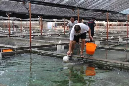 今年前7個月，福建省蝦及其制品出口規(guī)模居全國第一