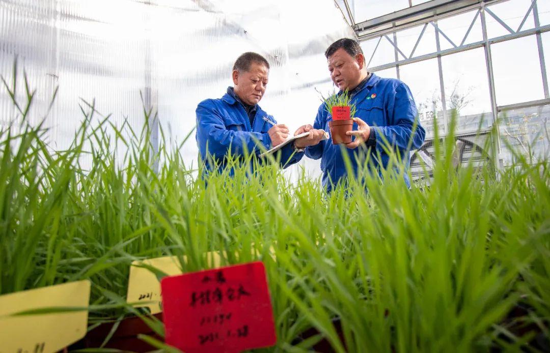 農(nóng)業(yè)農(nóng)村部：更大力度推進種業(yè)振興 培育領軍企業(yè)