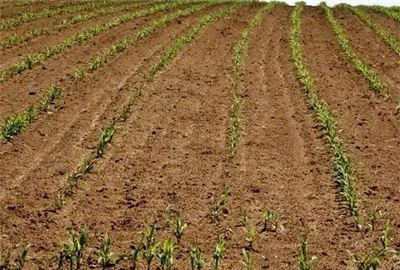 廣東連續(xù)25年實(shí)現(xiàn)耕地占補(bǔ)平衡