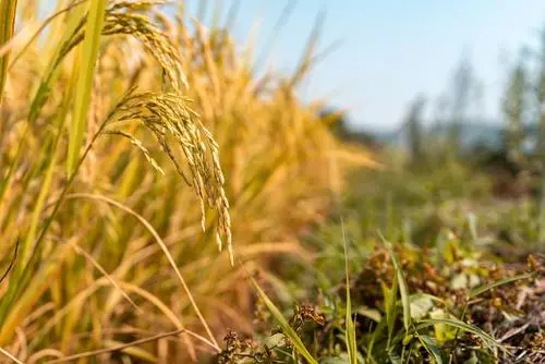 黑龍江：種業(yè)創(chuàng)新為大國(guó)糧倉(cāng)筑牢豐收根基