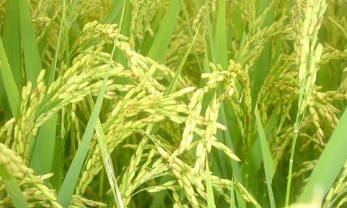 黑龍江糧食生產(chǎn)實現(xiàn)“二十二連豐”