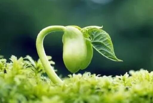 全鏈條技術(shù)突破讓“一粒種子”實(shí)現(xiàn)精準(zhǔn)設(shè)計(jì)