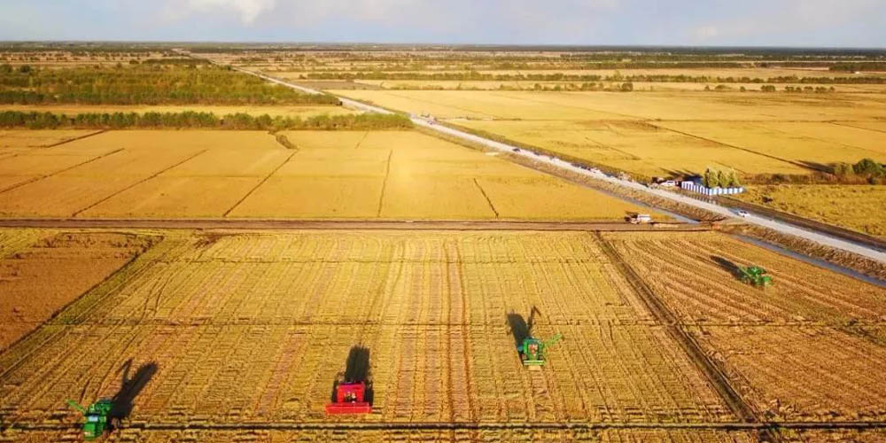 中國飯碗端得更穩(wěn)更豐盛