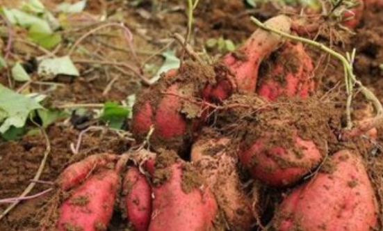 鄉(xiāng)村振興呼喚特色支柱全產業(yè)鏈