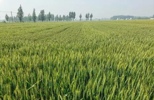 小滿小滿 麥粒漸滿！我國夏糧豐收在望