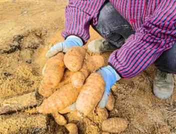 一個(gè)鄂西山鄉(xiāng)何以實(shí)現(xiàn)天麻“賣全國”？