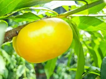 大棚油桃上市！“中國蜜桃之鄉(xiāng)”再上新品種