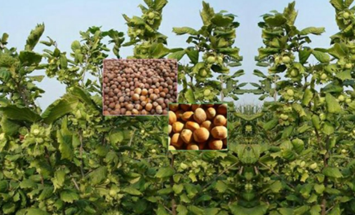 內蒙古扎賚特旗：榛子產(chǎn)業(yè)的“扎賚特模式”助力鄉(xiāng)村振興