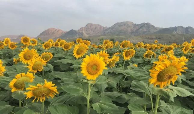 內蒙古五原縣： “葵花之鄉(xiāng)”打造縣域“金色名片”