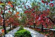 黃陵縣被授予“中國生態(tài)蘋果之都”“中國生態(tài)翡翠梨之鄉(xiāng)”生態(tài)食材產品區(qū)域公用品牌