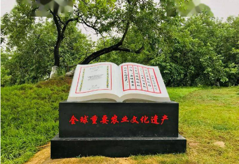 挖掘經(jīng)濟價值 山東夏津用農(nóng)業(yè)文化遺產(chǎn)帶動鄉(xiāng)村振興