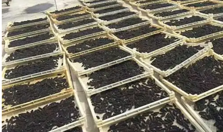 惡性競(jìng)爭(zhēng)致價(jià)格“跌跌不休” 亟須制定行業(yè)標(biāo)準(zhǔn)保護(hù)遼參品牌價(jià)值