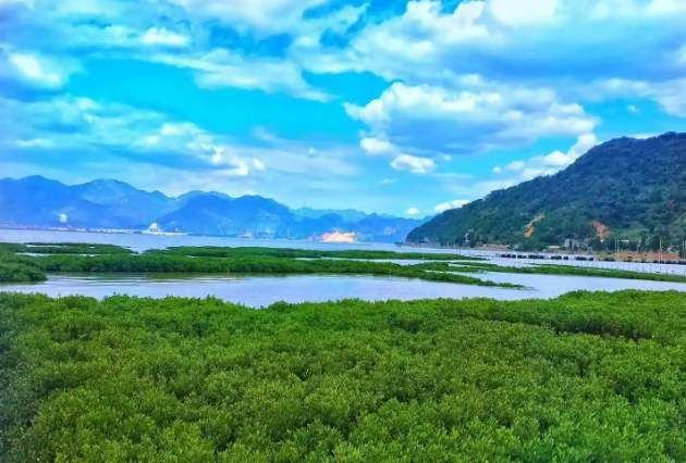 福州羅源：護好紅樹林 漁村奔富忙