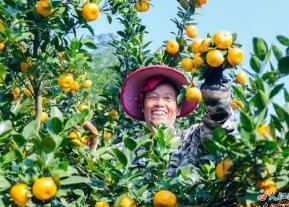 擦亮“中國蜜橘之鄉(xiāng)”金字招牌 新余主官謀劃產(chǎn)業(yè)升級新路徑