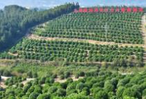 湖南靖州申報(bào)“全國(guó)特色農(nóng)產(chǎn)品茯苓之鄉(xiāng)”成功通過(guò)專家評(píng)審