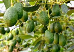 國產(chǎn)牛油果購銷兩旺！中國這個(gè)縣已成為“中國牛油果之鄉(xiāng)”