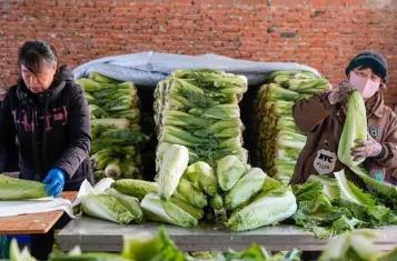 “中國大白菜之鄉(xiāng)”的“玉菜”冬儲(chǔ)之樂