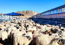 青海省海北州積極打造“中國藏羊之鄉(xiāng)” 藏羊產(chǎn)業(yè)成為穩(wěn)固經(jīng)濟(jì)增長點(diǎn)