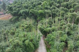 宜賓興文：竹產(chǎn)業(yè)撐起鄉(xiāng)村振興“綠色引擎”