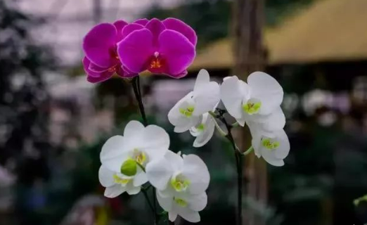 山東蘭陵：馥郁蘭香拓寬百姓致富路