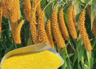 新職業(yè)“農(nóng)技工”讓世界小米之鄉(xiāng)煥新機(jī)