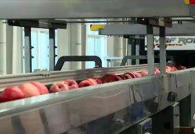 “蘋果之鄉(xiāng)”延安洛川：產(chǎn)業(yè)協(xié)作助蘋果“漂亮”遠(yuǎn)行