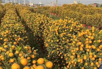 “歷年來行情最好的一年！”廣州“年桔之鄉(xiāng)”喜迎大豐收