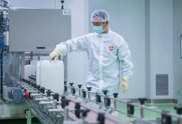 40萬斤！“中國桂花之鄉(xiāng)”探路桂花深加工產(chǎn)業(yè)鏈