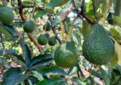 云南孟連縣 “尋找到的好地方”變身中國牛油果之鄉(xiāng)