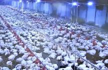 福建：特色產(chǎn)業(yè)撐起縣域經(jīng)濟(jì)“一片藍(lán)天”