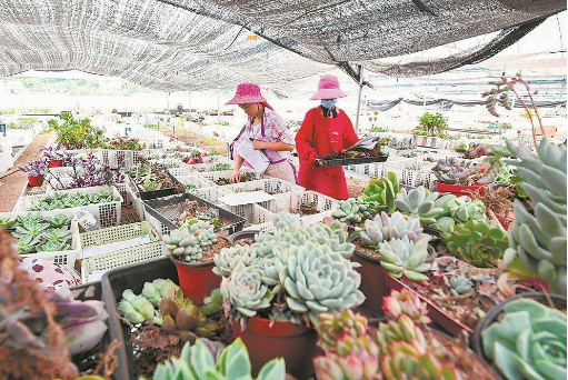 多肉產(chǎn)業(yè)開出鄉(xiāng)村振興“致富花”