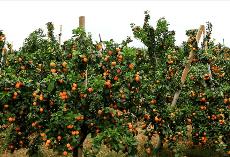 將婁底打造成“金秋砂糖桔之鄉(xiāng)”