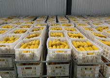 黑龍江省農(nóng)產(chǎn)品質(zhì)量安全監(jiān)測(cè)合格率穩(wěn)定在98％以上