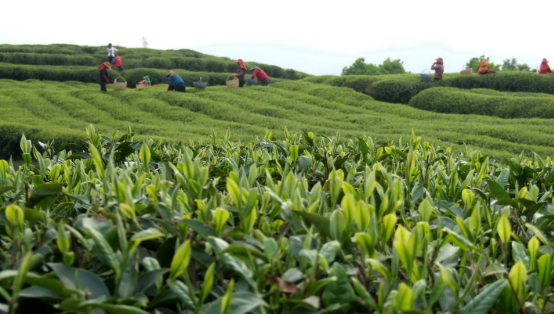 “中國白茶之鄉(xiāng)”福建福鼎白茶產業(yè)蓬勃發(fā)展