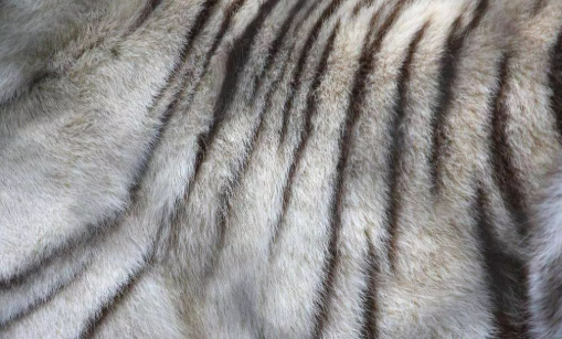 我國市場占全球毛皮行業(yè)市場份額繼續(xù)擴大