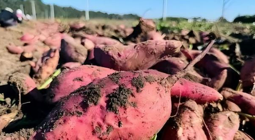 山東棲霞紅薯產業(yè)助力鄉(xiāng)村振興