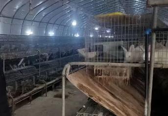 自貢富順龍萬鄉(xiāng)：全力打造年產100萬只肉兔產業(yè)之鄉(xiāng)