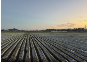 福建泉州：一手“融合牌”，打造良田好風光