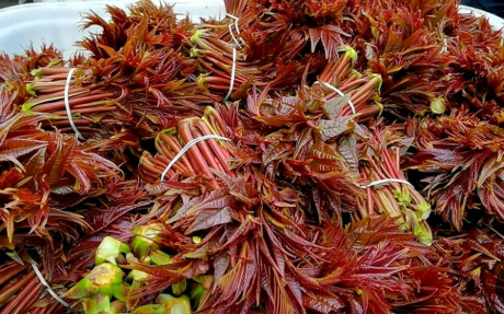 擦亮“中國香椿第一縣”金字招牌 四川大竹縣全鏈條延伸激活香椿產業(yè)動能