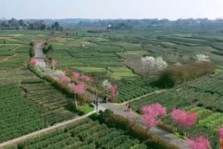 上茶山體驗(yàn)“采茶游”、跨城欣賞傳統(tǒng)戲曲 “新中式” 春日慢生活頗受青睞