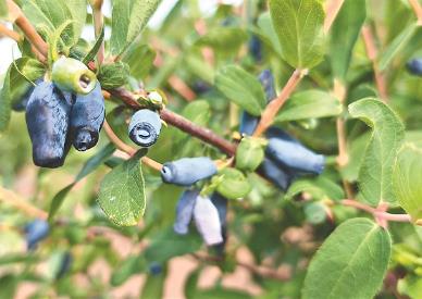黑龍江：“森林糧庫”日益豐盈