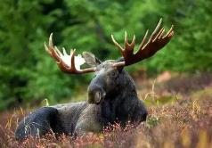 黑龍江省首批重點保護野生動植物名錄發(fā)布