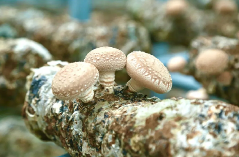 甘肅康樂：小菌菇產業(yè)撐起鄉(xiāng)村振興“致富傘”