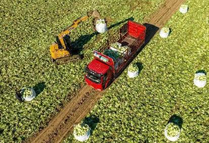 小酸菜撬動大產(chǎn)業(yè) 遼寧沈陽全力打造“全國酸菜之鄉(xiāng)”